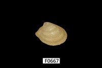 藏品(銀錦蛤)的圖片